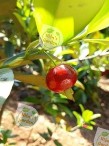 Hiền’s Garden: Nơi bán cây cherry giống chất lượng tại thành phố Hồ Chí Minh 9 bán cây cherry giống