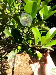 Hiền’s Garden: Nơi bán cây cherry giống chất lượng tại thành phố Hồ Chí Minh 8 bán cây cherry giống