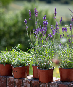 Cây Oải Hương (Lavender)