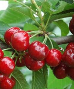 Hiền’s Garden: Nơi bán cây cherry giống chất lượng tại thành phố Hồ Chí Minh 4 cay cherry 2 1280x720 1