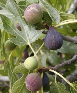 Cây sung mỹ 5 z4151268495465 dd38670e329be9b46c85c16e68a701d7