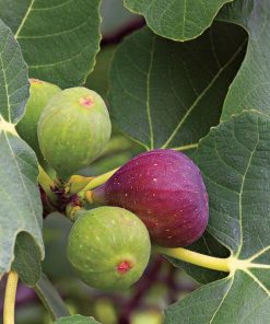 Cây sung mỹ 7 Cây