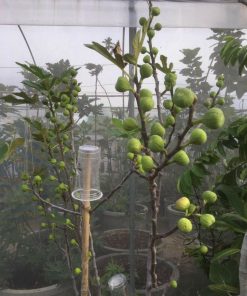 Cây sung mỹ 6 z4151268499729 4e0646e8044deb000a4c9e4199bb994f