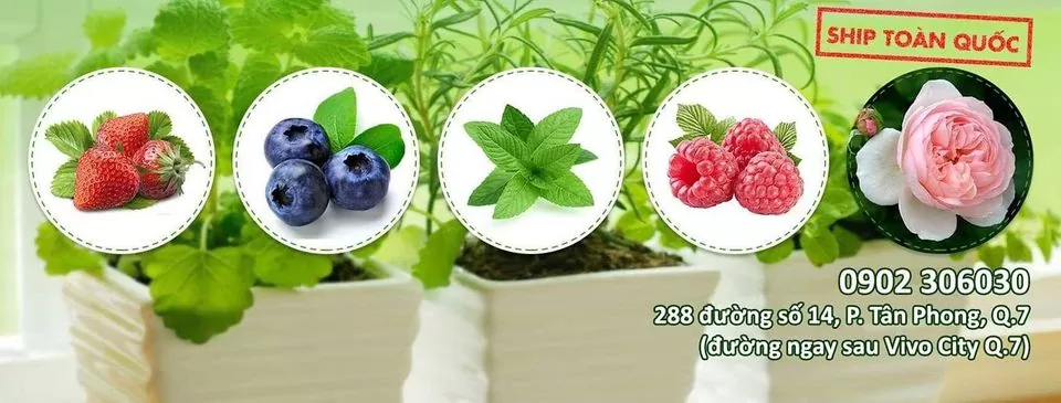 sen đá kim cương Hien's garden - địa chỉ cung cấp sen đá kim cương