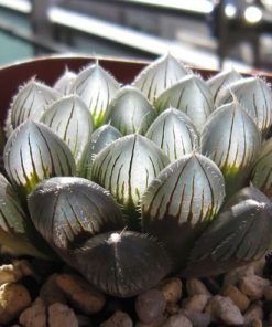 sen đá kim cương