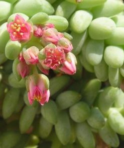 sen đá chuỗi ngọc bi