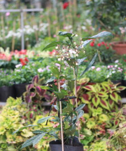 cây dạ ngọc minh châu