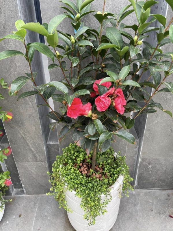 Trà My Tứ Quý Đẹp - Giá Tốt 7 cay tra mi tu quy