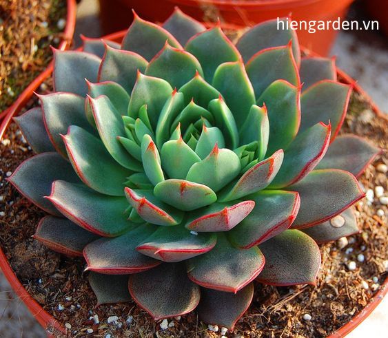 Sen đá phật bà 5 sen đá phật bà lửa