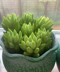 sen đá chuỗi ngọc đứng