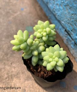 sen đá chuỗi ngọc đẹp