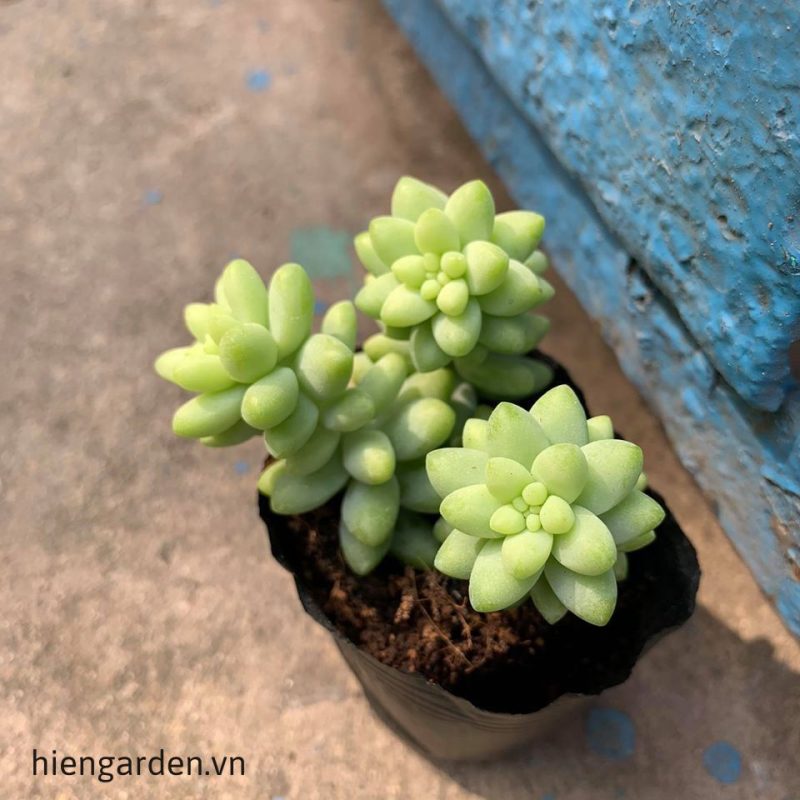 sen đá chuỗi ngọc đẹp