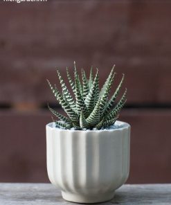 sen đá móng rồng