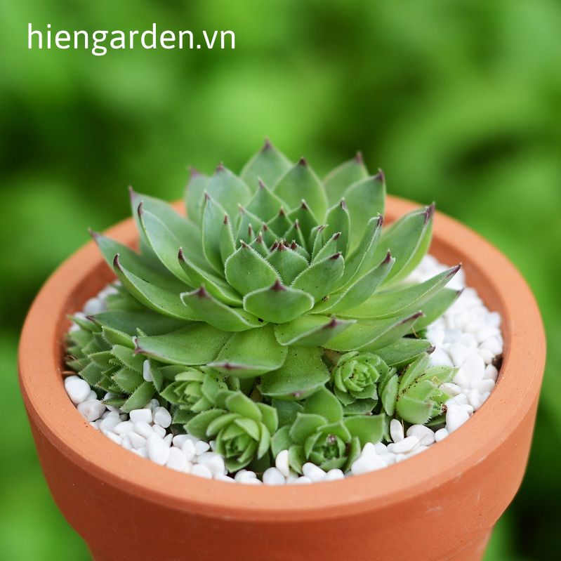 sen đá phật bà sen đá phật bà