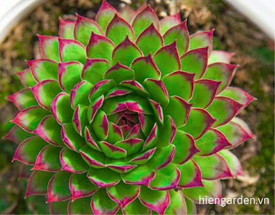 sen đá phật bà sen đá phật bà tím