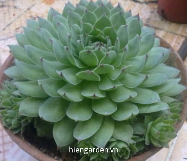 sen đá phật bà sen đá phật bà