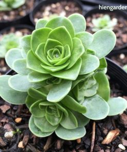 sen đá hoa hồng xanh