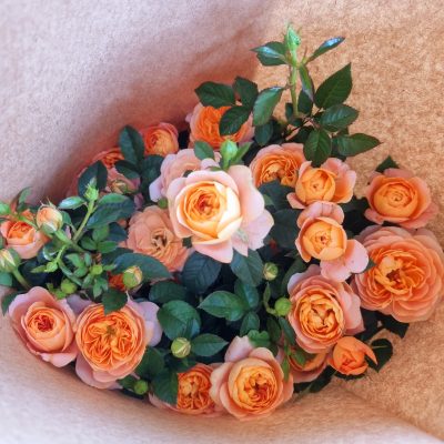 z4020449936421 2bfb609bbca29269e8109fd0616b6d05