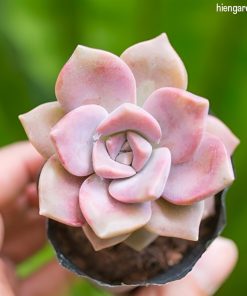 ảnh đại diện sen đá hồng mập