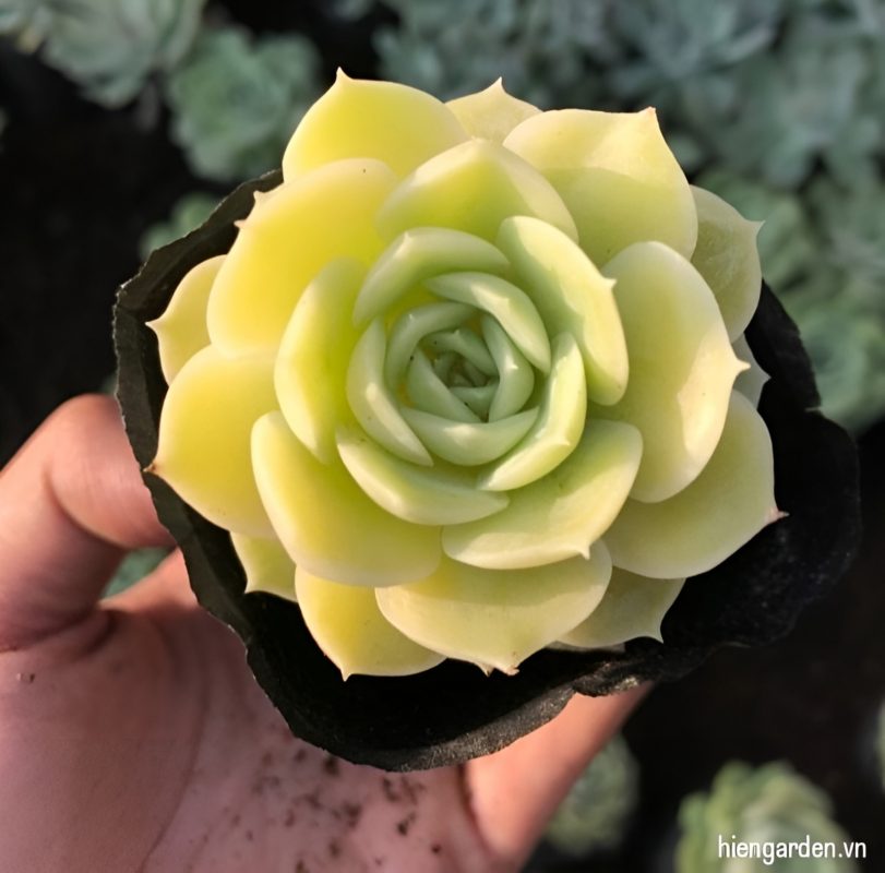 sen đá ngọc bích