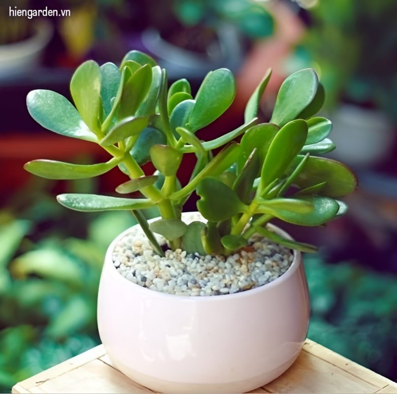 sen đá ngọc bích