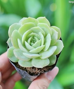 sen đá ngọc bích