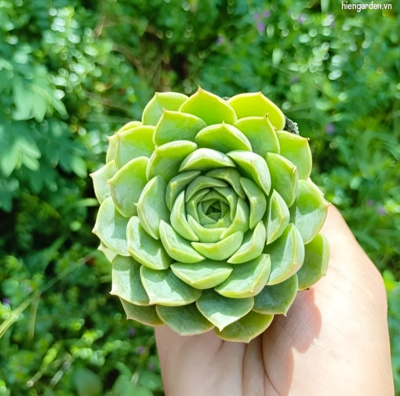 sen đá ngọc bích