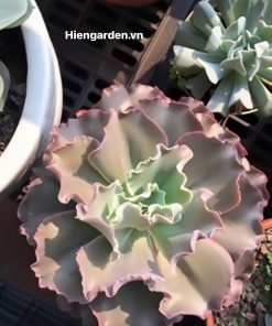 sen đá bắp cải