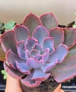 Sen đá bắp cải