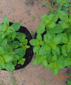 trồng bạc hà trong đất