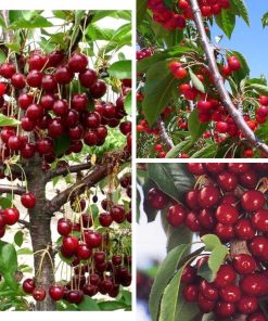 Cây giống cherry mỹ