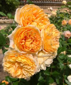 Hoa hồng leo Crown Princess Margareta Rose