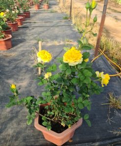 Hoa hồng bụi Shell Shell 5 Hoa hồng bụi Shell Shell Rose