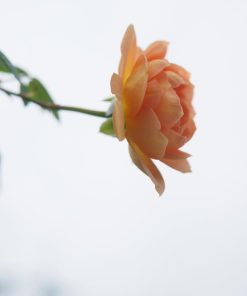 Hoa hồng leo Graham Thomas Rose 5 Hoa hồng leo Graham Thomas Rose