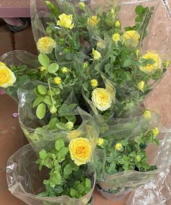 Hoa hồng bụi Shell Shell 6 Hoa hồng bụi Shell Shell Rose