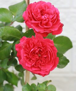 Hoa hồng bụi Red Leonardo Da Vinci Rose