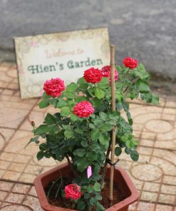 Hoa hồng bụi Red Leonardo Da Vinci Rose 4 Leonardo Da Vinci Rose