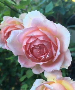 Hoa hồng bụi Julibee Celebration Rose