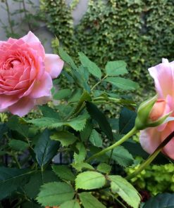 Hoa hồng bụi Julibee Celebration Rose