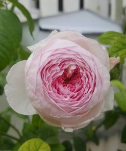 Hoa hồng leo Mon Couer Rose