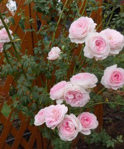 Hoa hồng leo Mon Couer Rose