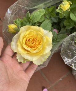 Hoa hồng bụi Shell Shell Rose