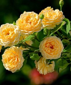 Hoa hồng leo Crown Princess Margareta Rose
