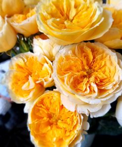 anh bong hoa hong bui beatrice