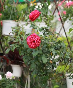 Hoa hồng bụi Red Apple Rose