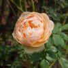 Hoa hồng bụi Charles Darwin Rose