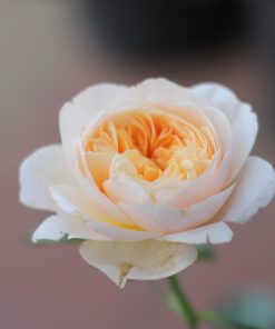 Hoa hồng bụi Juliet Rose