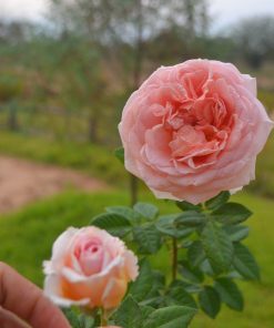 Hoa hồng bụi Abraham Darby Rose