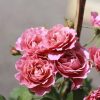 Hoa hồng bụi Aoi Rose