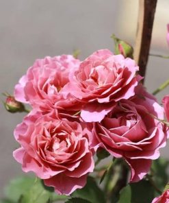 Hoa hồng bụi Aoi Rose